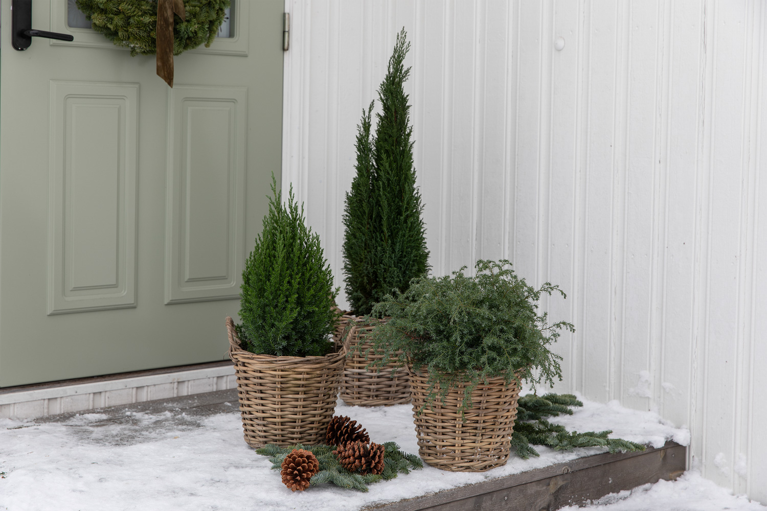 Vintergrønne planter